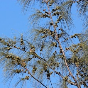 Casuarina equisetifolia subsp. incana Horsetail Casuarina 25 Seeds image 4