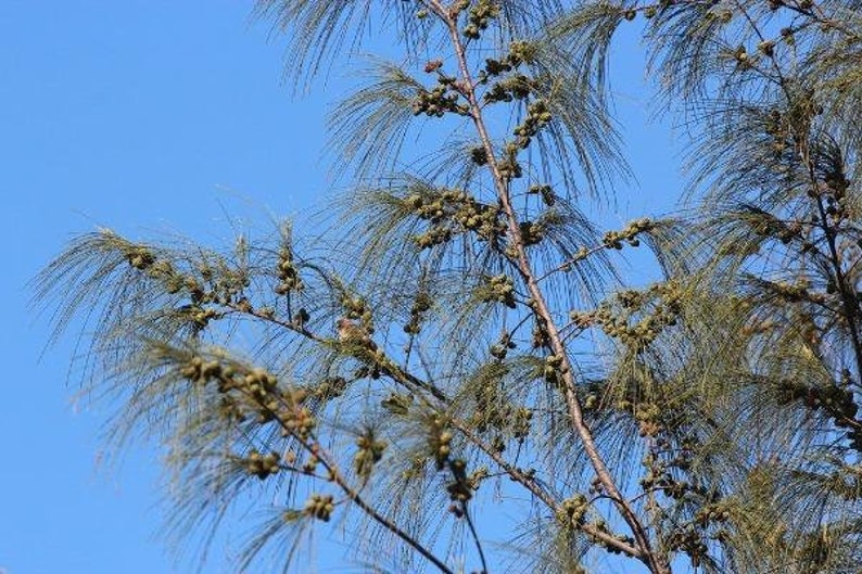 Casuarina equisetifolia subsp. incana Horsetail Casuarina 25 Seeds image 4