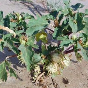 Datura discolor Moon Flower Desert Thorn-apple 30 Seeds image 2