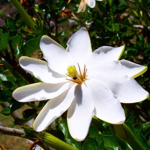 Gardenia thunbergia Thunbergs or White Gardenia 5 Seeds image 2