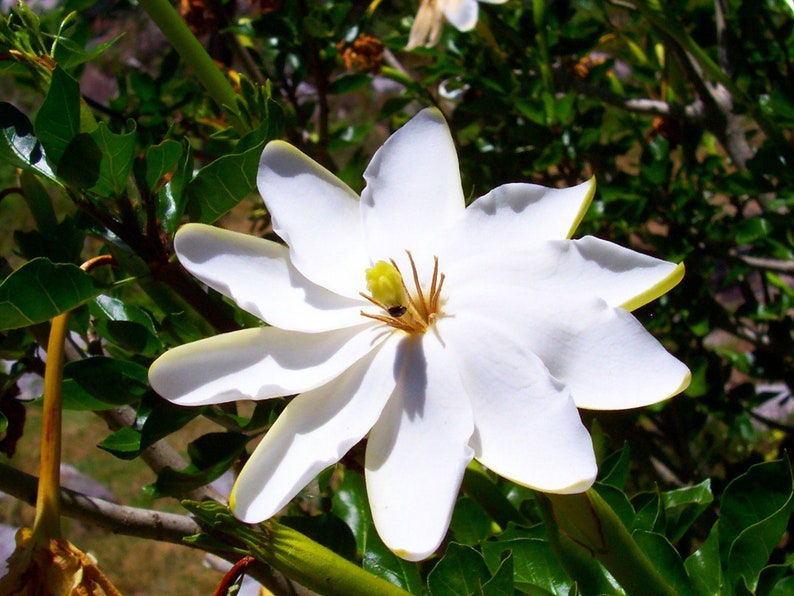 Gardenia thunbergia Thunbergs or White Gardenia 5 Seeds image 2