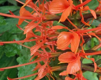 Hedychium coccineum | Red Butterfly Ginger | Scarlet Gingerlily | 5 Seeds