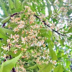 May include: Close-up of a neem tree branch with clusters of small, white and light orange flowers. The flowers are surrounded by bright green leaves, creating a natural and vibrant scene. The image is well-lit, highlighting the details of the foliage.