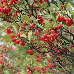 Aronia arbutifolia | Red Chokeberry | 20 Dried Berries