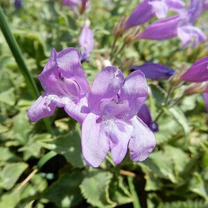 Penstemon montanus ssp. montanus | Mountain Penstemon | 10 Seeds