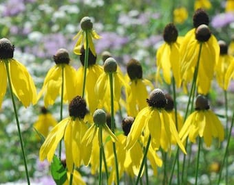 Ratibida pinnata | Gray Headed Coneflower | 50 Seeds