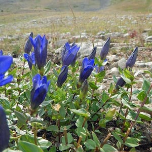 Gentiana calycosa | Rainier Pleated Gentian | 25 Seeds