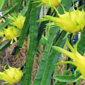 Hylocereus megalanthus | Yellow Dragon Fruit | Climbing Cactus | 30 Seeds