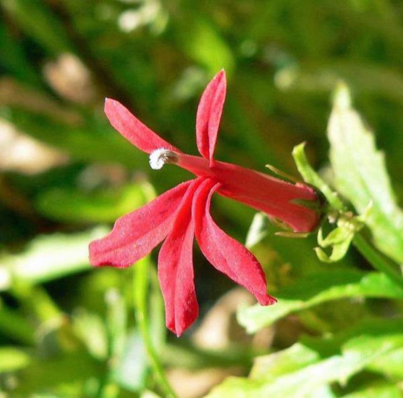 PlantFlowerSeeds Lobelia cardinalis Queen Victoria Seeds - Thumbnail 2