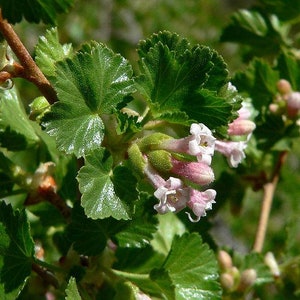 Ribes cereum | Wax Currant | 100 Seeds