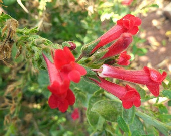 Gambelia speciosa | Showy Island Snapdragon | 20 Seeds