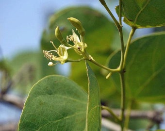 Bauhinia racemosa | Bidi Leaf Tree | Sonpatta | 5 Seeds
