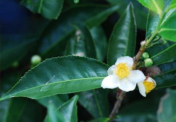 Camellia Sinensis (Tea Plants) | Southern Simple Nursery In Semmes Alabama