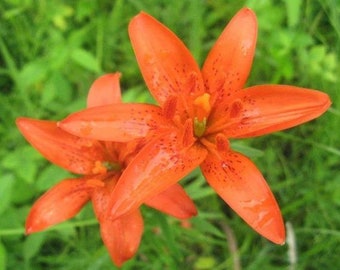 Lilium concolor | Morning Star Lily | Salisburys Lily | 10 Seeds