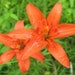 see more listings in the Perennials section