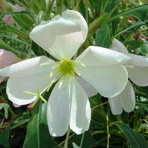 Oenothera caespitosa Fragrant, Tufted or White Evening-Primrose 10 Seeds image 4