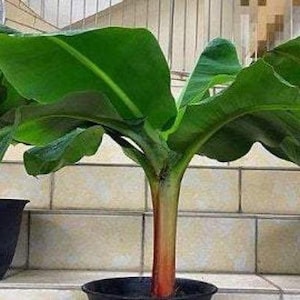 Musa balbisiana Gigantea | Bhimkol Wild | King Kong | 10 Seeds