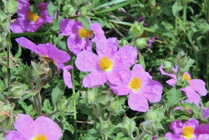 Cistus creticus Rock Rose Cretan Rockrose Hoary Rock-Rose 50 Seeds image 7