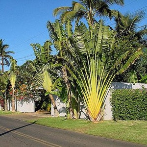 Ravenala madagascariensis | Fan Plantain | Travellers Palm | 10 Seeds