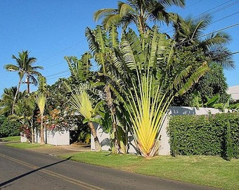 Ravenala madagascariensis | Fan Plantain | Travellers Palm | 10 Seeds