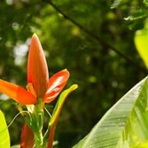 Musa aurantiaca Dwarf Orange Banana 5 Seeds image 3