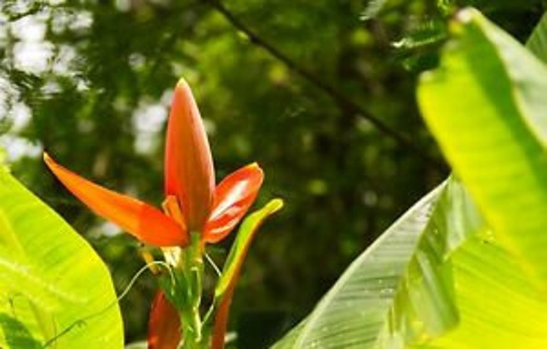 Musa aurantiaca Dwarf Orange Banana 5 Seeds image 3