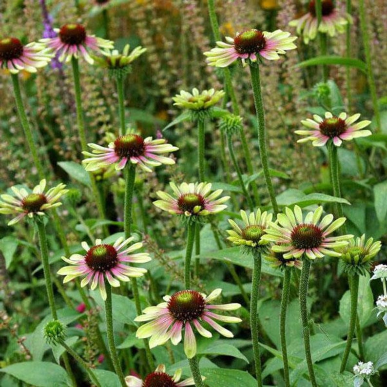 May include: A close-up of a garden with several green and pink coneflowers in bloom. The flowers have a unique, almost lime green color with a dark pink center.