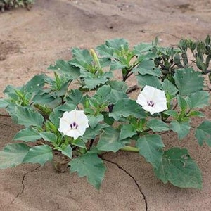 Datura discolor Moon Flower Desert Thorn-apple 30 Seeds image 5