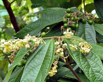 Microcos paniculata | Elm-Leaf Grewia | Microcos | 5 Seeds