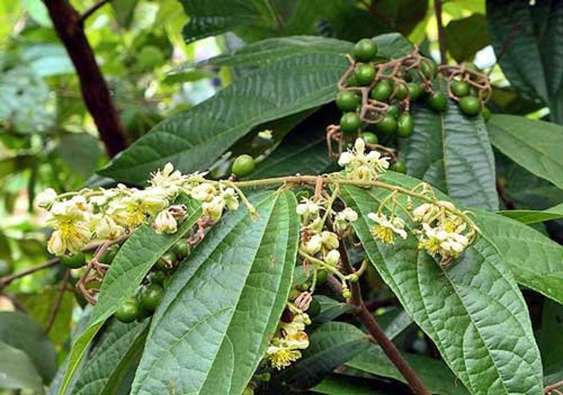 Microcos paniculata Elm-Leaf Grewia Microcos 5 Seeds image 1