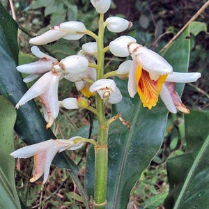 Alpinia malaccensis Ornamental or Malacca Ginger 5 Seeds image 7