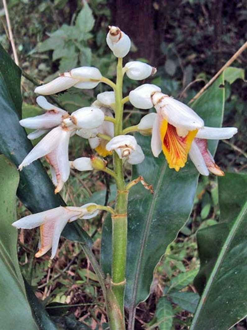 Alpinia malaccensis Ornamental or Malacca Ginger 5 Seeds image 7