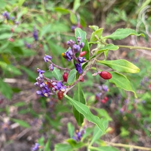 Monnina guatemalensis | 5 Seeds