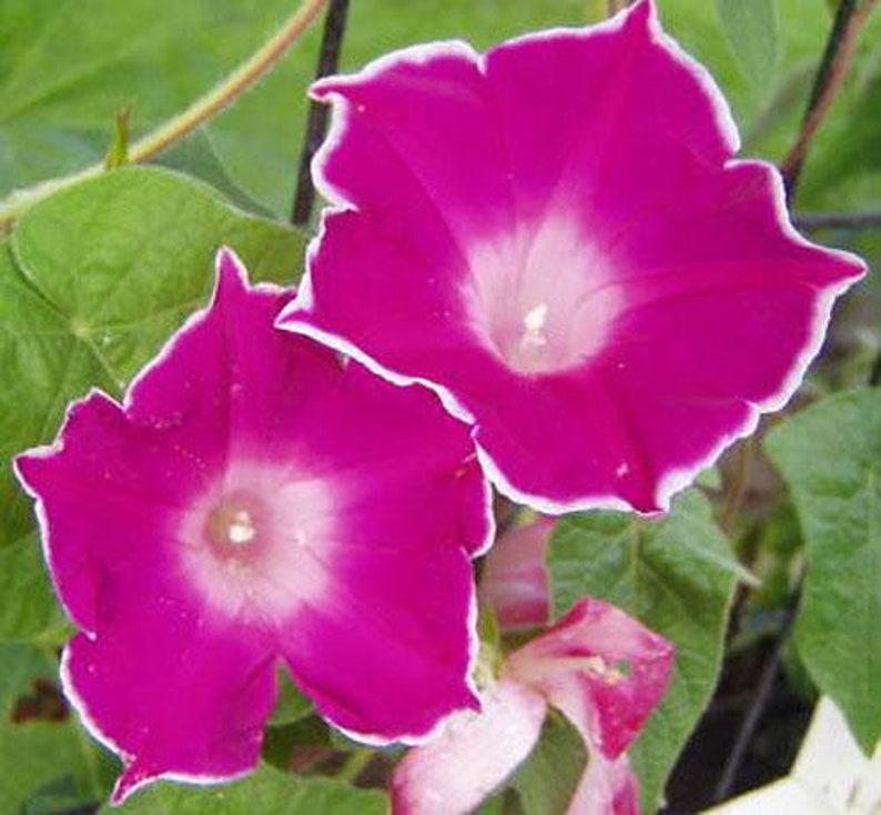 Ipomoea Nil Red Picotee Japanese Morning Glory 5 Seeds Etsy