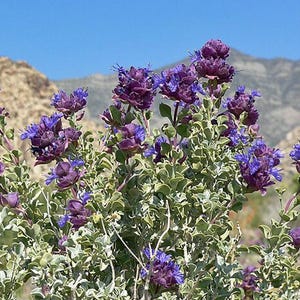 Great Basin Sage Seeds | Drought-Tolerant Salvia Dorrii (5 Seeds) image 7
