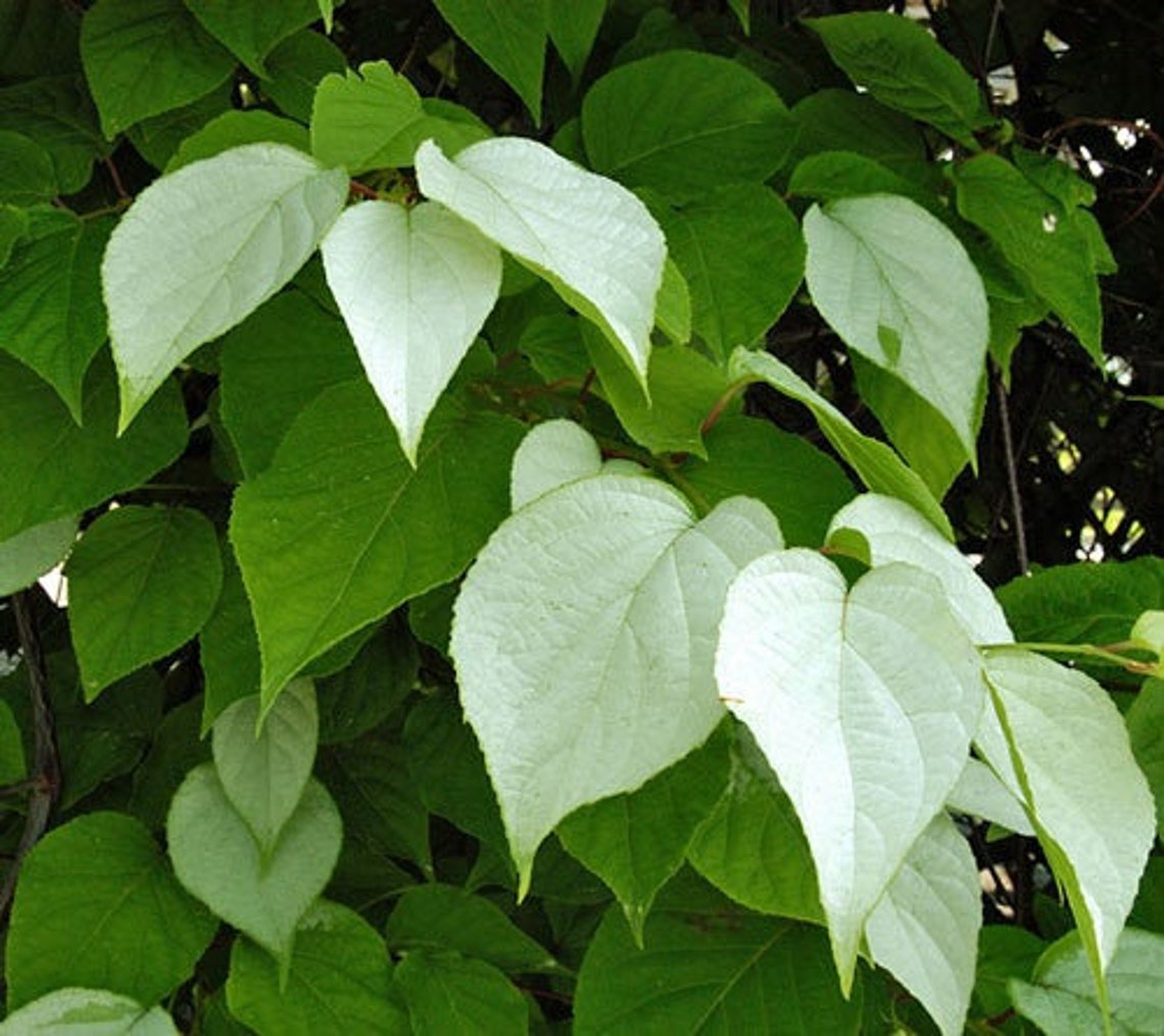 Actinidia Polygama Silver Vine Cat Powder RARE 5 Seeds Etsy