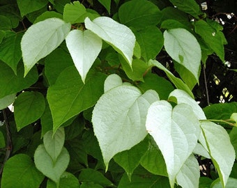 Actinidia polygama | Silver Vine | Cat Powder | RARE | 10 Seeds