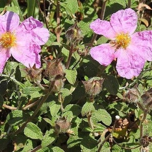 Cistus creticus Rock Rose Cretan Rockrose Hoary Rock-Rose 50 Seeds image 3