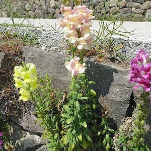 Antirrhinum majus var. maximum | 500 Seeds