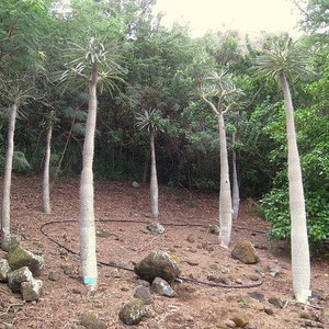 Pachypodium geayi Elephants Foot Madagascar Palm 10 Seeds image 5