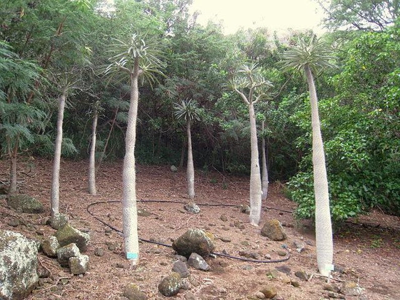 Pachypodium geayi Elephants Foot Madagascar Palm 10 Seeds image 5