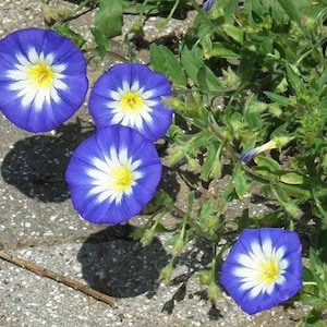 Convolvulus tricolor Dwarf Morning Glory Blue Ensign 25 Seeds image 1
