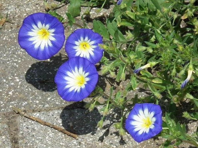 Convolvulus tricolor Dwarf Morning Glory Blue Ensign 25 Seeds image 1