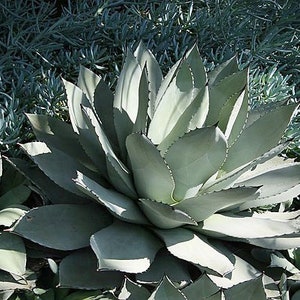 Agave parryi 'Border Guard' 99 Yellow and Green Agave Plant - Etsy