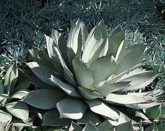 Agave parryi | Parry's Agave | 10 Seeds