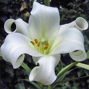 Lilium philippinense | Benguet lily | Philippine lily | 5 Seeds