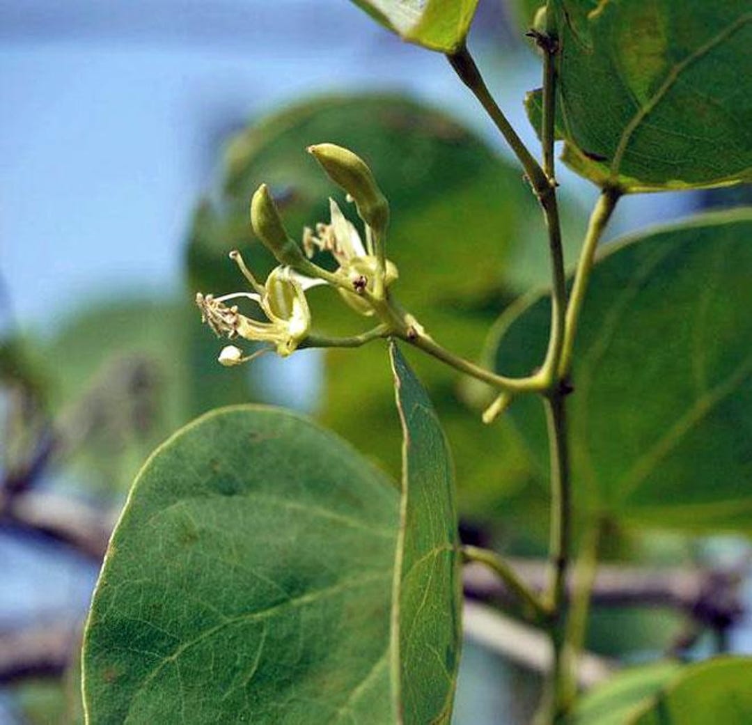 Bauhinia Racemosa | Bidi Leaf Tree | Sonpatta | 10 Seeds - Etsy