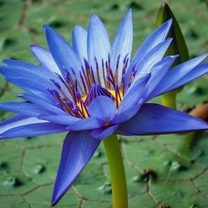 Nymphaea caerulea | Sacred Water Lily | 10 Seeds
