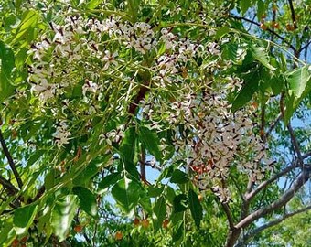 Azadirachta indica | Neem Tree | Indian Cedar | 10 Seeds