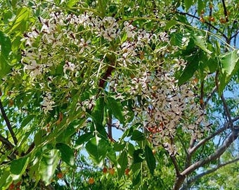 Azadirachta indica | Neem Tree | Indian Cedar | 10 Seeds